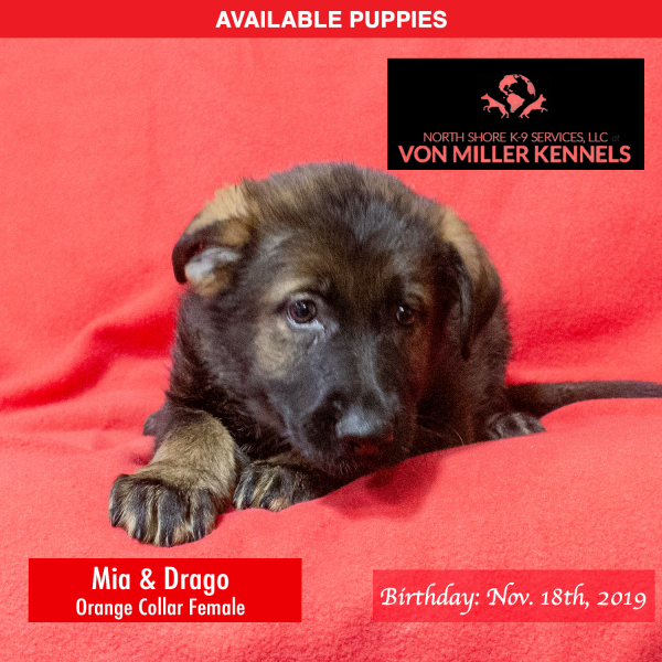 Von-Miller-Kennels_Puppies-German-Shepherds-11-18-2019-litter-Orange-Female-3
